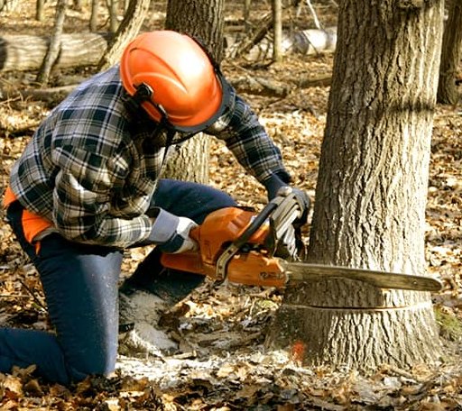 Tree Removal in Bonita, LA